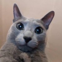 ใณใณ (@os_kon_) 's Twitter Profile Photo ใณใณ (@os_kon_) 's Twitter Profile Photo