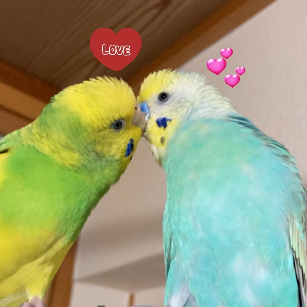 セキセイインコを7羽飼っています。ラピュちゃん・たんぽぽちゃん・きみちゃん・パルちゃん。ラピュぽぽ夫妻の間に赤ちゃんが誕生✨4羽中1羽は🌈を渡りました。2024.6.にウロコインコちゃんをお迎えしました。呟くのは基本インコちゃんですが、ゲームも好きなのでゲームやらゲーム実況者さんにも反応します。