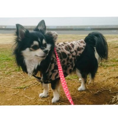 愛犬🐶チロ♂10歳です。無言フォロー失礼します🙇‍♀️。皆様の可愛い🐶ちゃん🐱ちゃん、その他諸々素敵な写真⛰️🌇🌊🌹を見つけると💖連打しちゃう事が多々あります🙏😆💦。宜しくお願いします🍀♡🐶😊