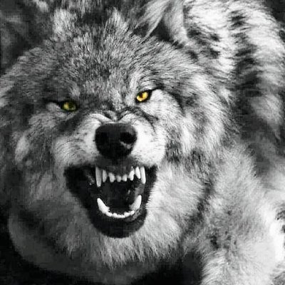 kuzeymuratgmail's profile picture. sessiz