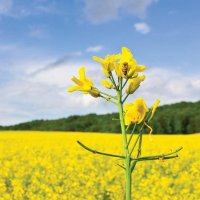 Ag-Quest (@agquestresearch) 's Twitter Profile Photo Ag-Quest (@agquestresearch) 's Twitter Profile Photo