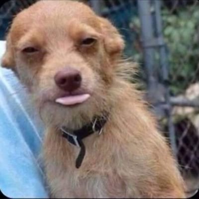 ambatufollowrag's profile picture. 