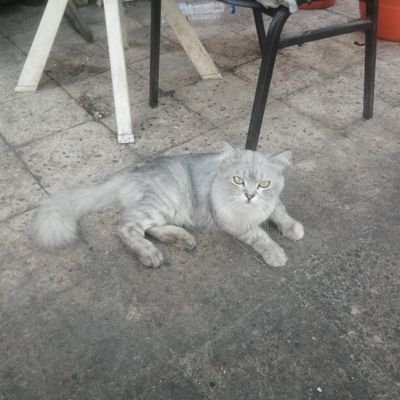 Sulaimannu2023's profile picture. 