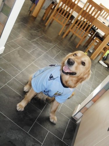 Liztheblue's profile picture. Lover of MCFC, Dogs and travelling.