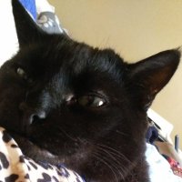 @1CatWhispurrer(@1CatWhispurrer) 's Twitter Profile Photo