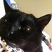 @1CatWhispurrer (@1catwhispurrer) Twitter profile photo @1CatWhispurrer (@1catwhispurrer) Twitter profile photo