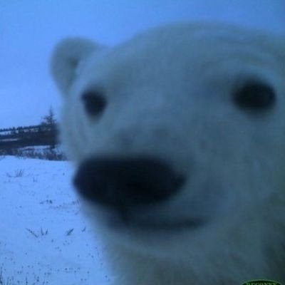 bearjaking Profile Picture