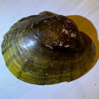 Global Zoological (@globalzoologic) 's Twitter Profile