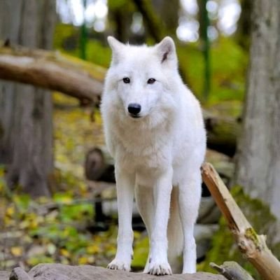 I Love WOLF 🐺 and WOLF 🐺 Lovers

We Share Wolf Pictures 🐾🐺🐾

Follow Us 🥰🥰🥰