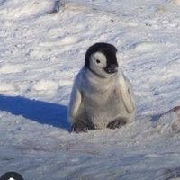 Penguin McCool(@PenguinMcCool) 's Twitter Profile Photo