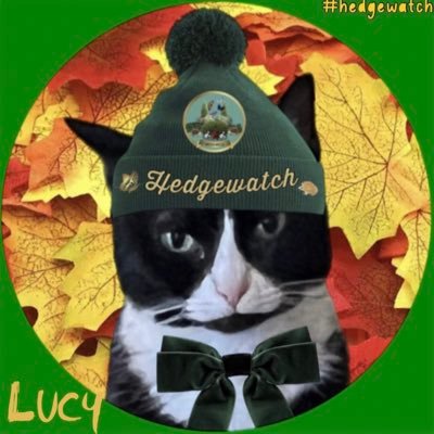 ā¤ļømy Lucy catšø; R.I.P. Windy & Rocky š Love all animals, flowers and beautiful scenery. Proud #Hedgewatcher I block Bitcoin brokers.