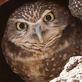 IWantABurrowOwl Profile Picture