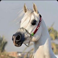 رحمة الطويرقي (@zahrtalgerah) 's Twitter Profile Photo رحمة الطويرقي (@zahrtalgerah) 's Twitter Profile Photo