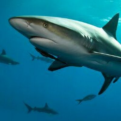 ahibda64212's profile picture. Financial consultant human resources network development