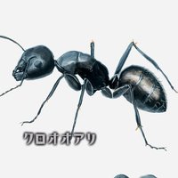 ゑげゑむず@ロビン🐜 フォシュピ関西、ゲムマ春 両日M-50 (@eegames610) 's Twitter Profile Photo ゑげゑむず@ロビン🐜 フォシュピ関西、ゲムマ春 両日M-50 (@eegames610) 's Twitter Profile Photo
