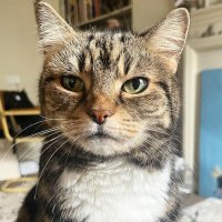 Bobbie. (@wahlacat) 's Twitter Profile