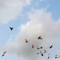 اميره السعدي (@amirah__sd) 's Twitter Profile