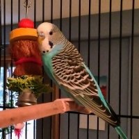 Laura Flippet (@lflippet) 's Twitter Profile