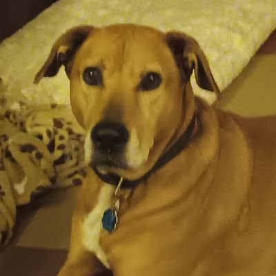 Proud resister and life-long Democrat💙💙💙💙 Bella is my profile picture, best friends for over 10 years, rescue, best dog ever, also yellow dog Democrat. 🐕