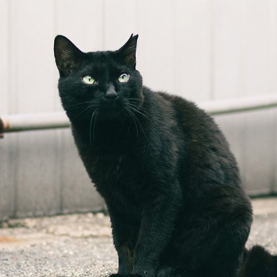 shiroiyasu's profile picture. 2022年8月から一眼レフをはじめたこっそり #真王国民　カメラと歴史が趣味　好きなものは有休と夕日パイセン 『イメージするのは常に最強の自分』早く憧れのイメージに追いつきたい Instagram→https://t.co/6qiGYCI9jq