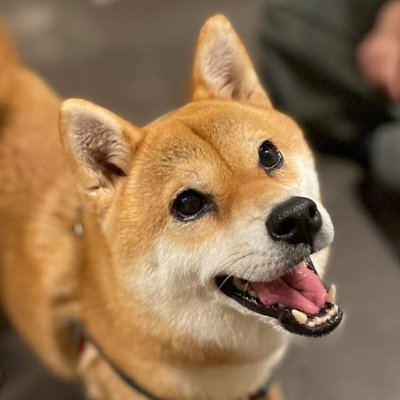 元保護犬の豆柴・紅(べに)です💕推定年齢7~8歳、2023年10月14日にお迎えしました☺️とっても穏やかで、笑顔の素敵な女の子✨
主は長女です♪無言フォロー失礼します🙇
ブログもやってます⤵
https://t.co/FoDKUDKkan