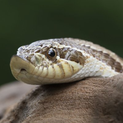 More_Sneks Profile Picture