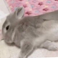 cherry | drugtwt (@meow3605) 's Twitter Profile Photo