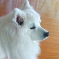 スピッツかわいい (@spkw1025) 's Twitter Profile