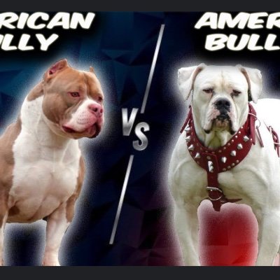 SAY NO TO BSL FIGHT FOR OUR BULLY BREEDS