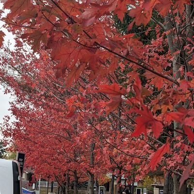 shehnaTO's profile picture. Always learning,unlearning, trying, educating, compassionate, angry, consistent, supportive #blacklivesmatter #islamophobia