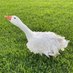 Najfarm (@hashimsemka) Twitter profile photo Najfarm (@hashimsemka) Twitter profile photo