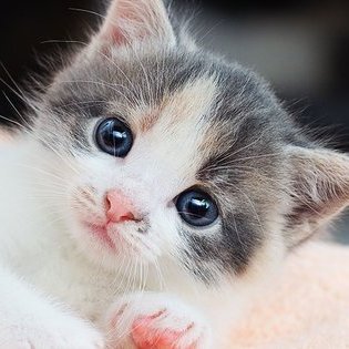 猫好きです/スイーツも好きです/ネットで学んだ哲学的なことを発信する趣味垢です(^_-)-☆こういうの好きな人いたら大歓迎です☆苦手な人はスルーして下さい☆お酒を飲んだら陽気になります☆無言フォロー失礼します