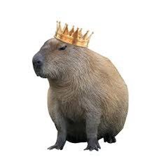 Full time Capybara fan and coffee drinker. gym and depression posts