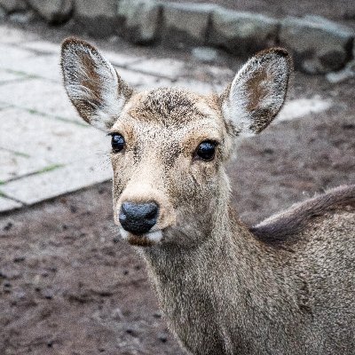 モバイルとかガジェットの話とか、ちょっとだけ詳しいかも。技術的な話は全然ワカラナイ。