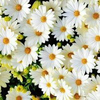 deepak suthar (@dipusuthar) 's Twitter Profile