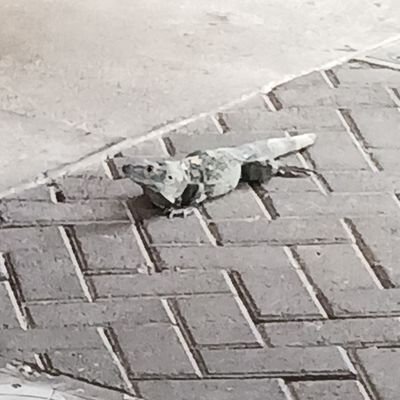 FremouwWil33139's profile picture. 