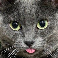 FF (@mahane650r) 's Twitter Profile