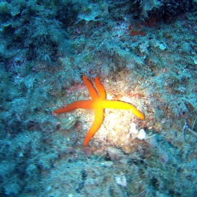 BongiCssoftware's profile picture. Respiro sott’acqua