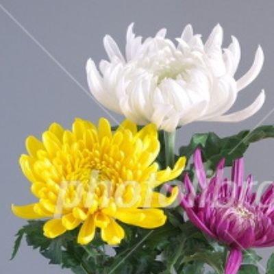 5marumaruko5's profile picture. 暗いのでフォローはずしミュートでお願いします～
（自分の記録のみつぶやきます ）
#自死遺族 #ポイズンドーター・ホーリーマザー