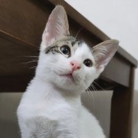 The Kitty Krew (@thekittykrew) Twitter profile photo
