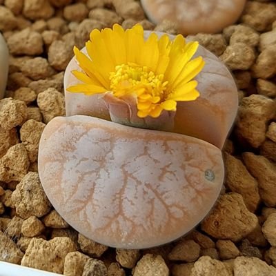 メセブリとフリチアをやたらと実生する人類😂
メセン❁ハオルチア❁ケープバルブが特に好き🌱
2015年秋から多肉沼にいる永遠の初心者🔰
人見知りにつき無言フォロー失礼します🙇
デグーとアカハライモリ飼い☺️
ちいかわ꒰՞o̴̶̷̤ᾥo̴̶̷̤՞꒱モモンガ💜
txt🦊최연준🦊♡