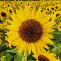 바라기🌻 (@baragi_ing) 's Twitter Profile