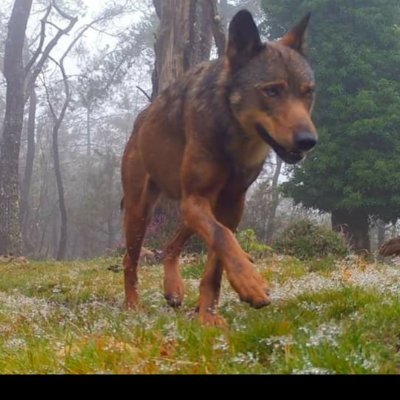 rodolfo_pazos's profile picture. 