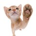 Caralho (@caralho62709) Twitter profile photo