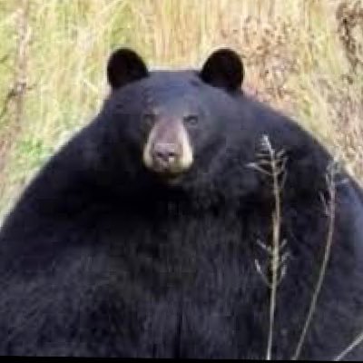 yabvvc's profile picture. 