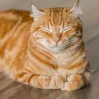 nnntkvnbacon (@nnntkvnbac3) 's Twitter Profile