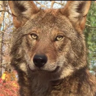 SaiDe95135143's profile picture. 
