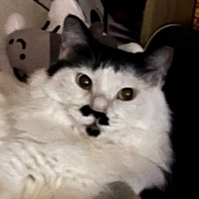 IkZp9's profile picture. 猫のエドガーとあおちゃんの日記です