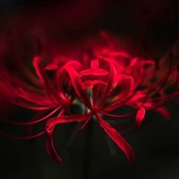 背徳の花 (@stigma2336) 's Twitter Profile