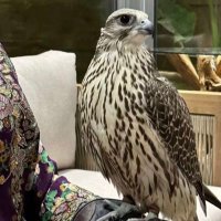 هَــجِـــر💜~ (@j70_oo) 's Twitter Profile